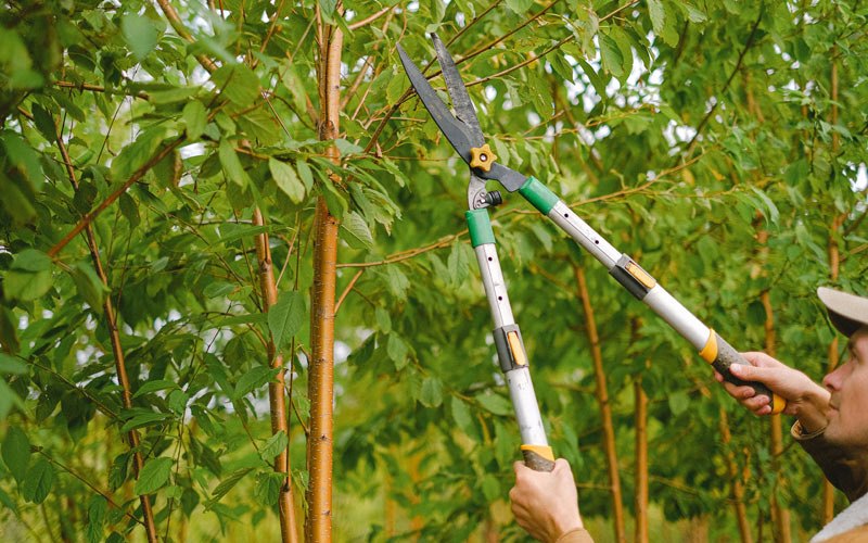 Tree trimming in Cohocton, NY